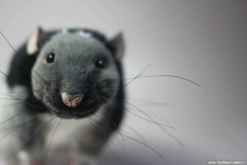 КрЫсота — Игрушки в смешанной технике (мех и глина): Арт (фото 2)