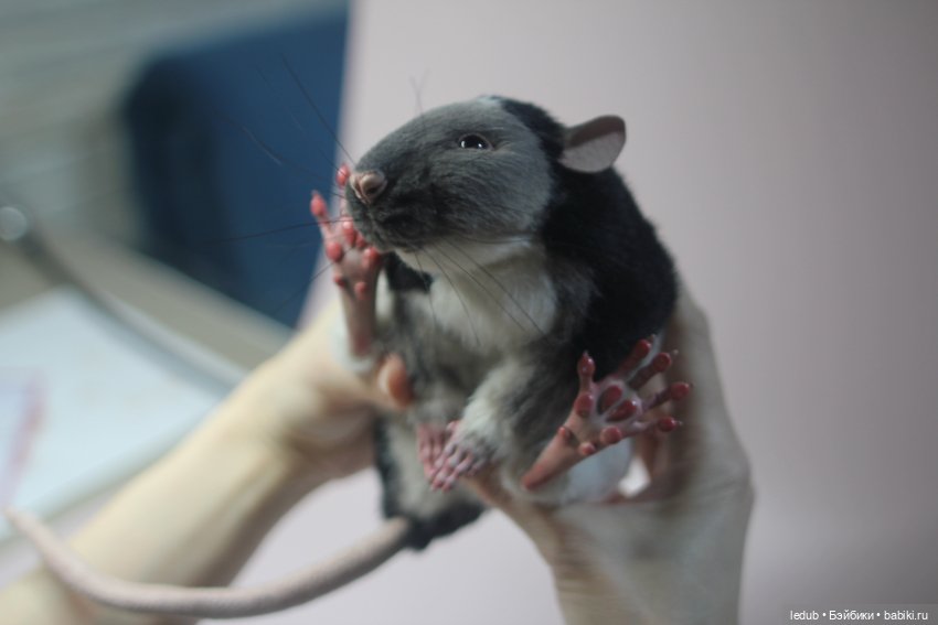 КрЫсота — Игрушки в смешанной технике (мех и глина): Арт