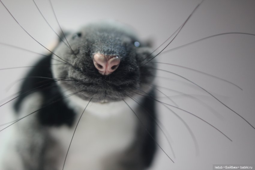 КрЫсота — Игрушки в смешанной технике (мех и глина): Арт (фото 4)