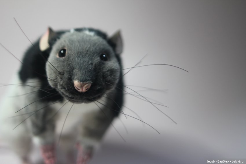 КрЫсота — Игрушки в смешанной технике (мех и глина): Арт (фото 3)