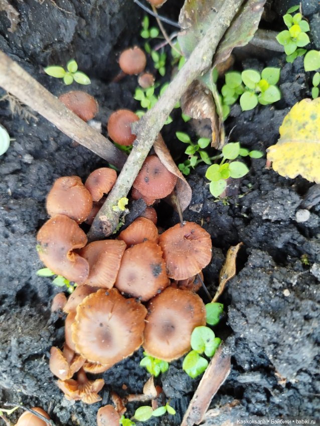 Как Любимчики хорошо поработали (фото 9)