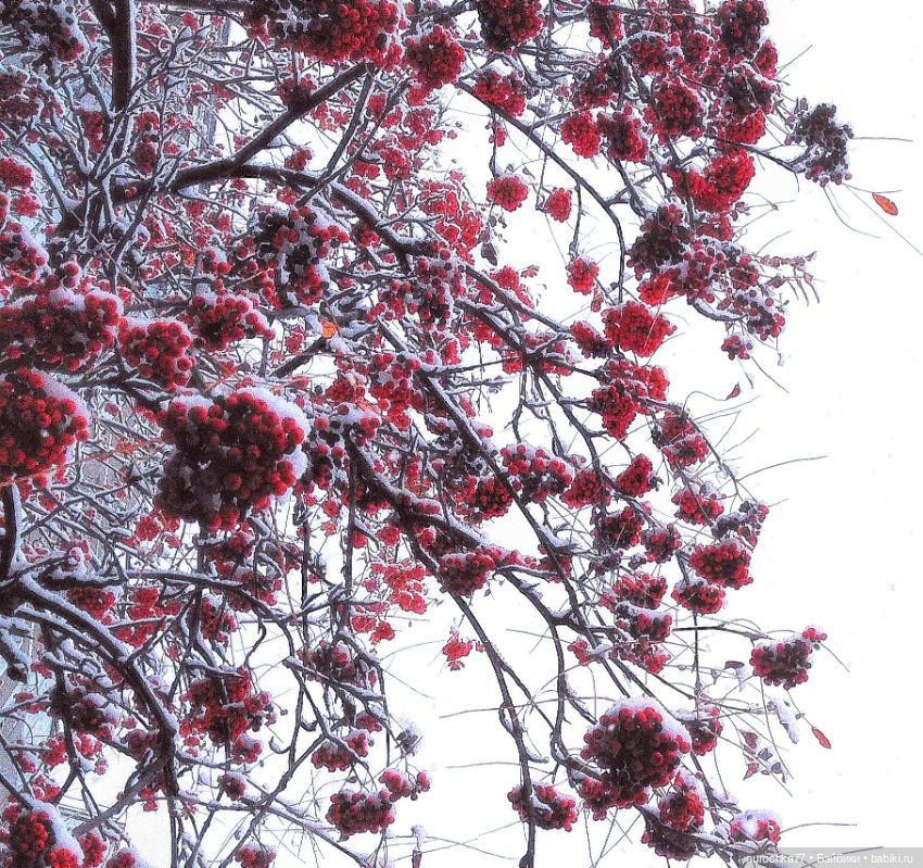 Про Нафочку. Нафочка в снегу