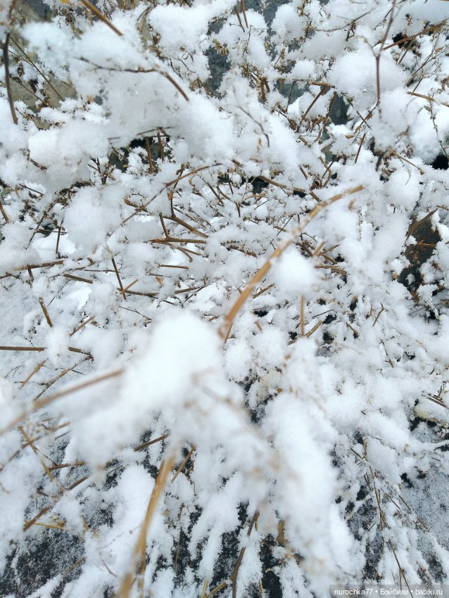 Про Нафочку. Нафочка в снегу (фото 7)