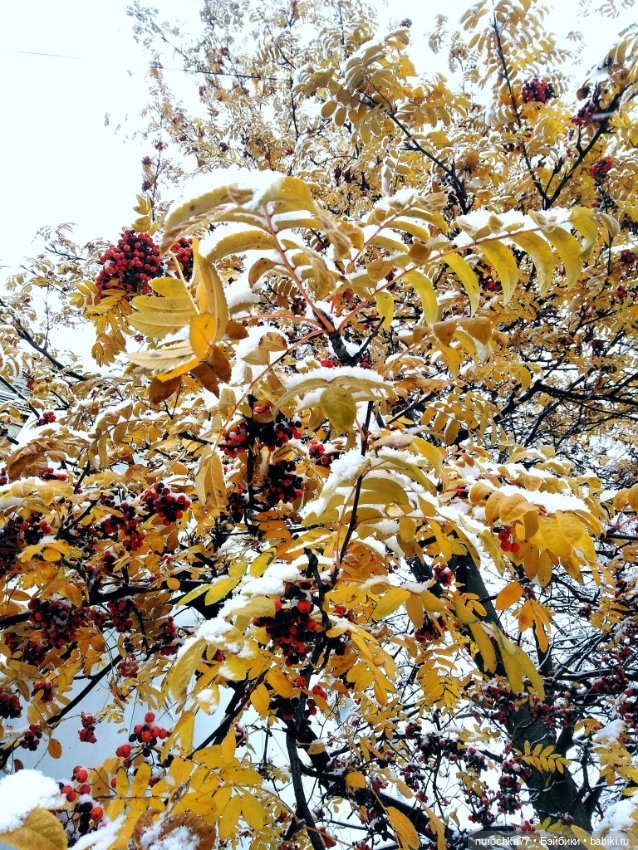 Про Нафочку. Нафочка в снегу