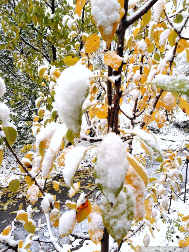 Про Нафочку. Нафочка в снегу (фото 6)