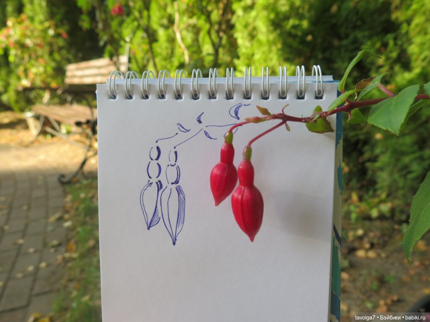 Звезда выезда на Балтику маленькая