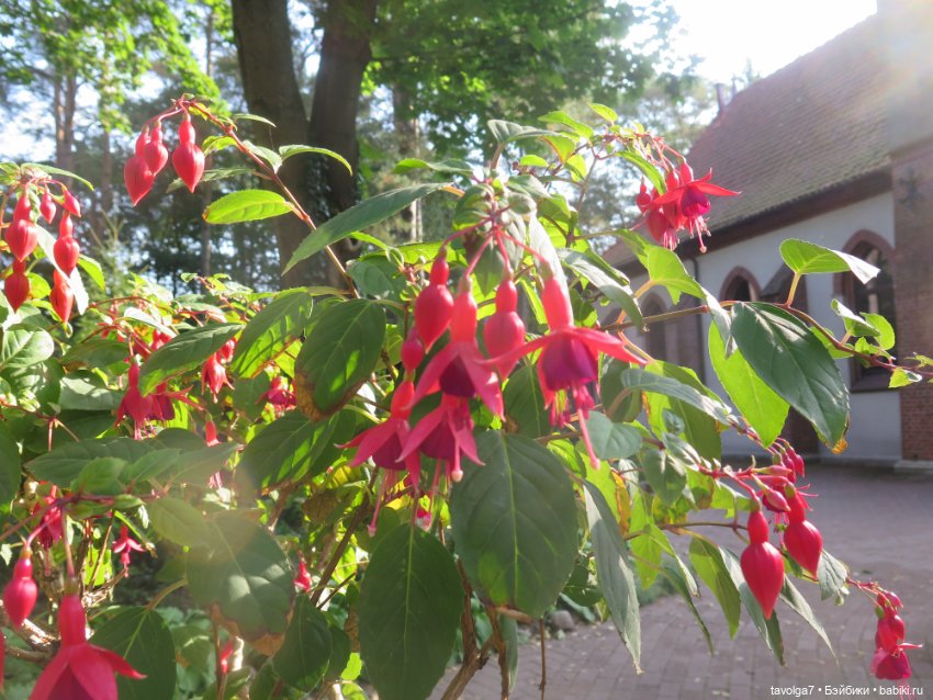 Звезда выезда на Балтику маленькая