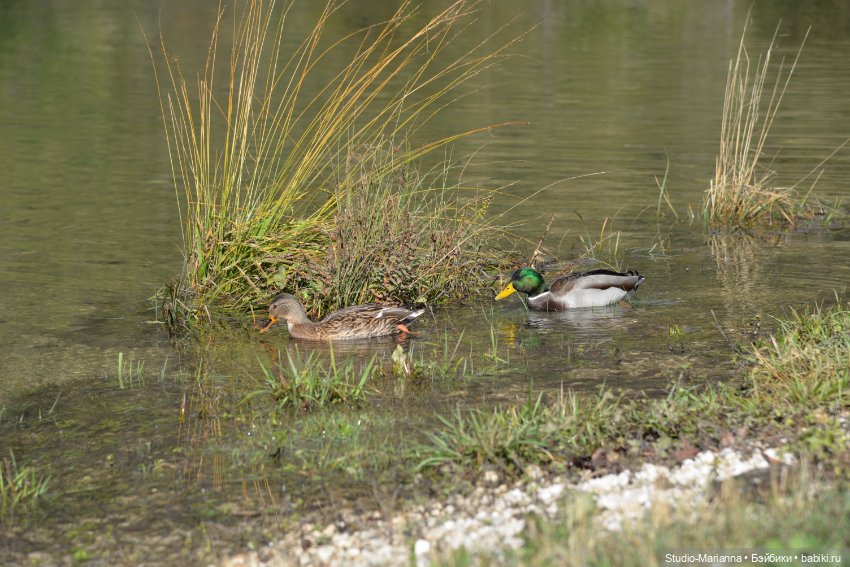 Любимые куклы в Словении — Куклы Ruby Red (Руби Ред) Fashion Friends: Siblies