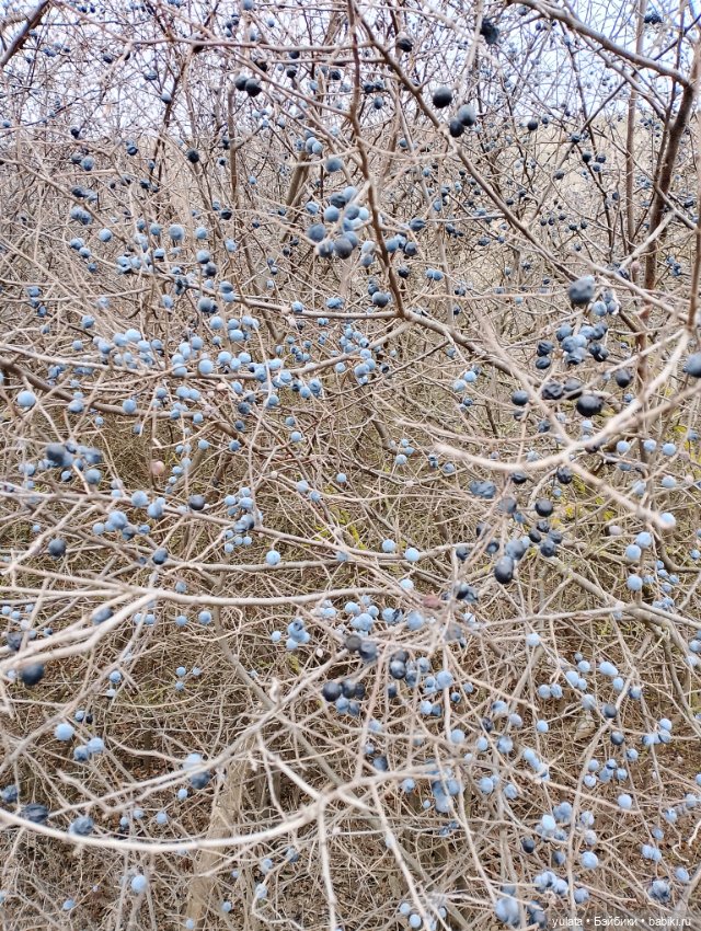 Осенью за городом — Домашние фото авторских кукол: личные коллекции (фото 8)