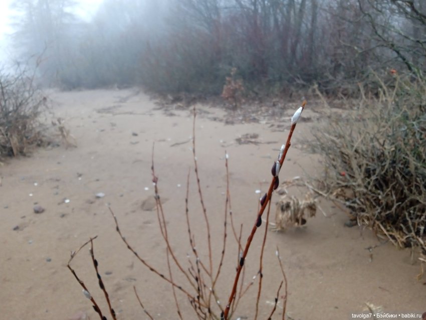 Моль, туман, парк Дубки — Туризм и путешествия: фотоотчеты из поездок