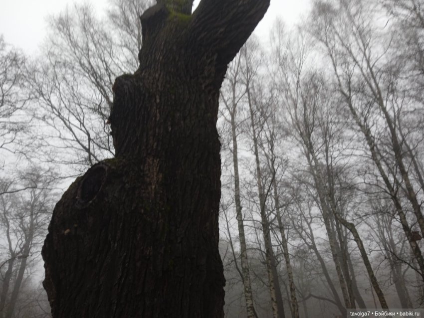 Моль, туман, парк Дубки — Туризм и путешествия: фотоотчеты из поездок (фото 3)