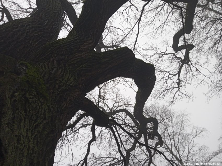 Моль, туман, парк Дубки — Туризм и путешествия: фотоотчеты из поездок (фото 2)