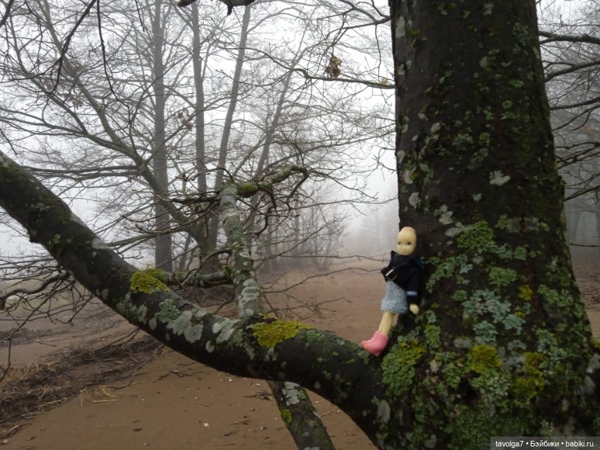 Моль, туман, парк Дубки — Туризм и путешествия: фотоотчеты из поездок