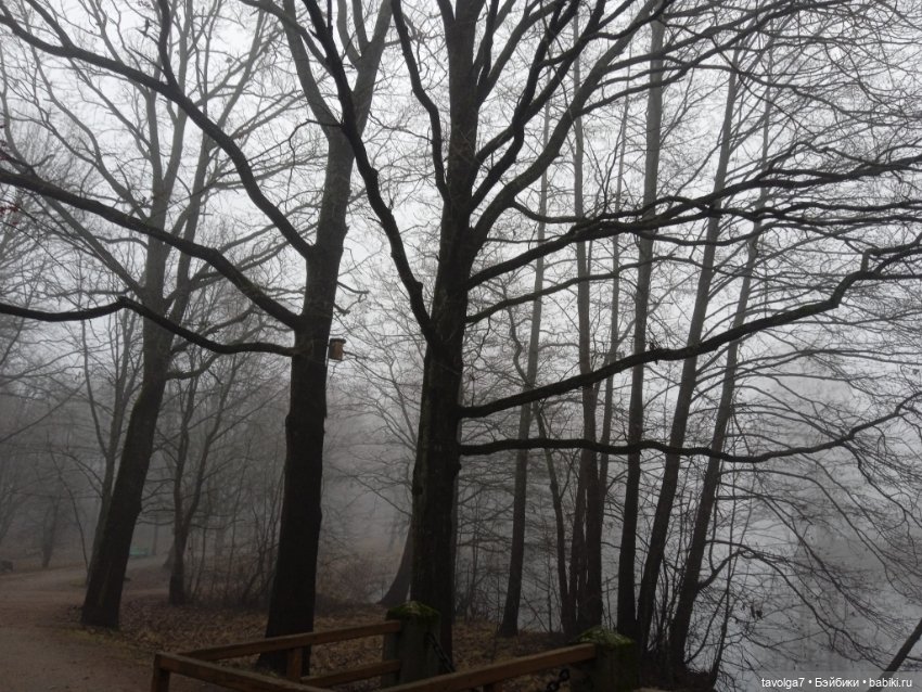Моль, туман, парк Дубки — Туризм и путешествия: фотоотчеты из поездок (фото 9)