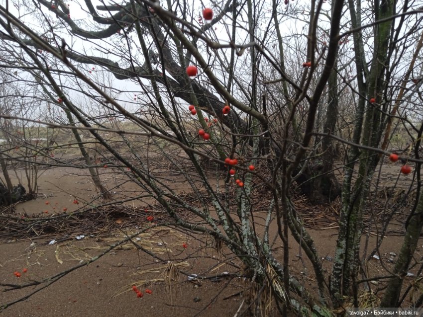 Моль, туман, парк Дубки — Туризм и путешествия: фотоотчеты из поездок