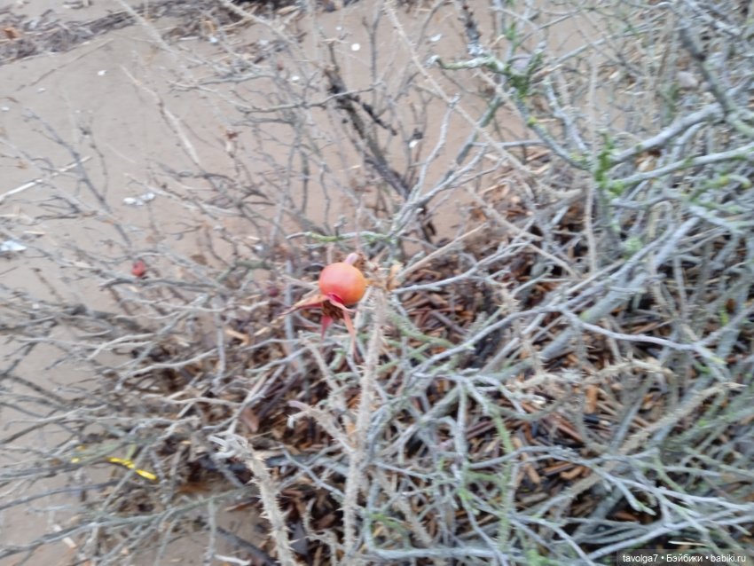 Моль, туман, парк Дубки — Туризм и путешествия: фотоотчеты из поездок