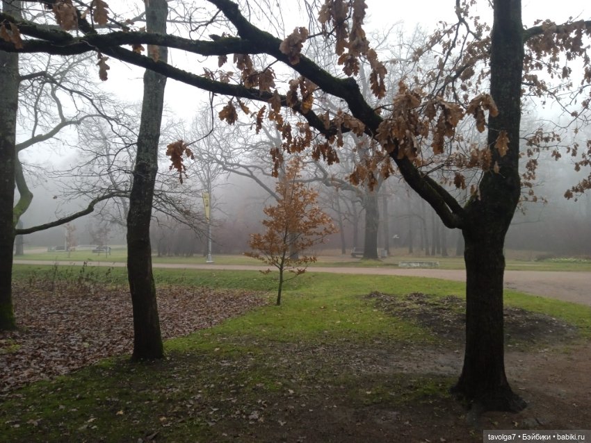 Моль, туман, парк Дубки — Туризм и путешествия: фотоотчеты из поездок