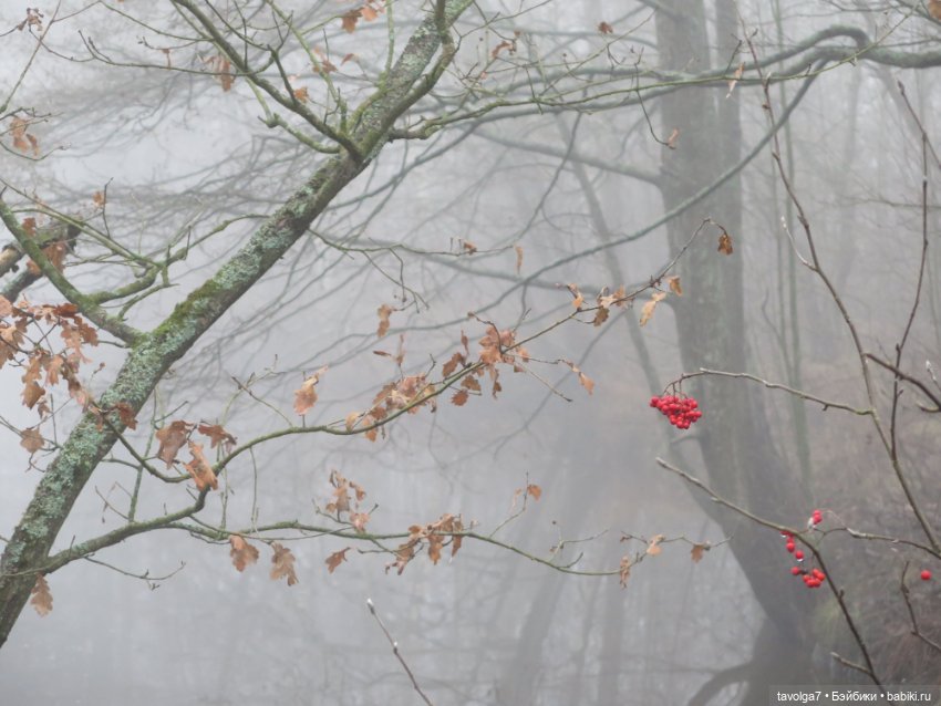 Моль, туман, парк Дубки - 2