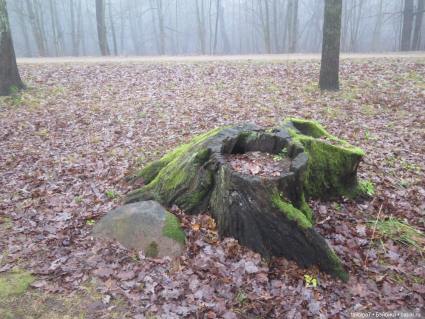 Моль, туман, парк Дубки - 2 (фото 5)