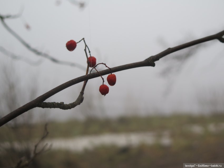 Моль, туман, парк Дубки - 2