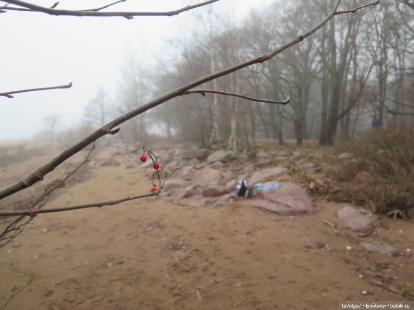 Моль, туман, парк Дубки - 2