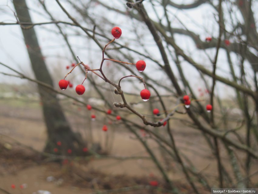 Моль, туман, парк Дубки - 2