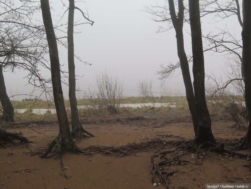 Моль, туман, парк Дубки - 2