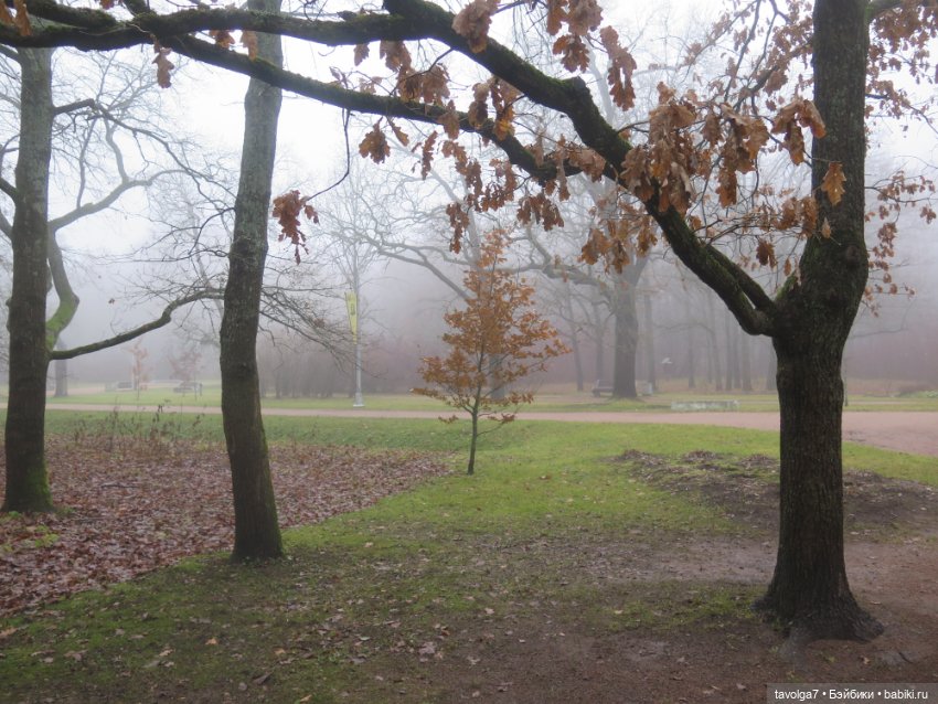 Моль, туман, парк Дубки - 2 (фото 3)