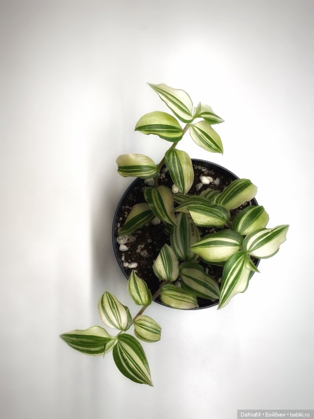 Варшава — Коллекционные экшн