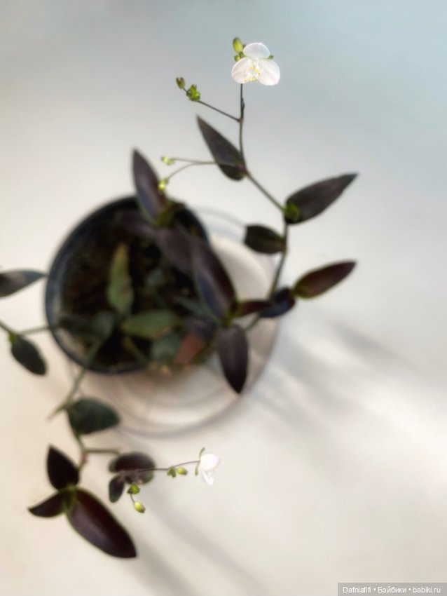 Варшава — Коллекционные экшн (фото 9)