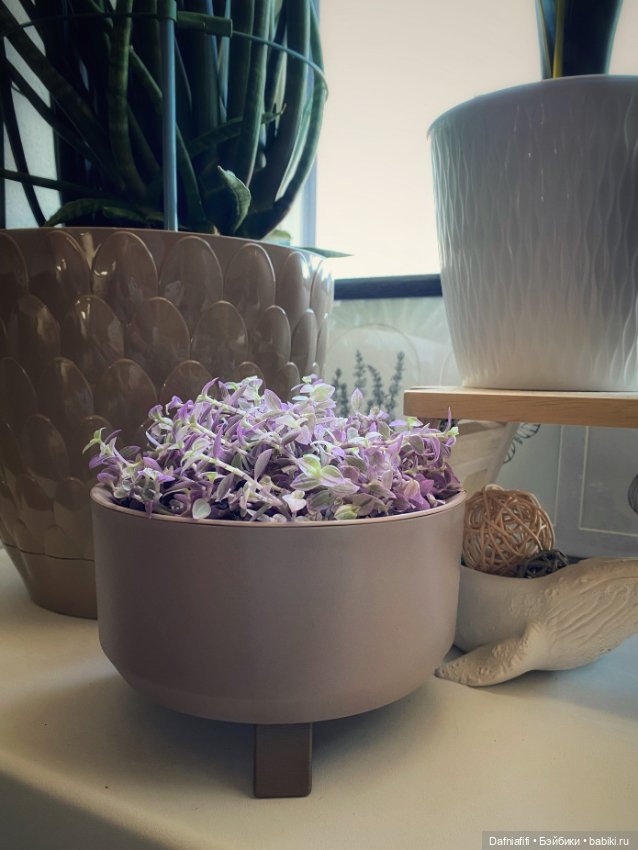 Варшава — Коллекционные экшн