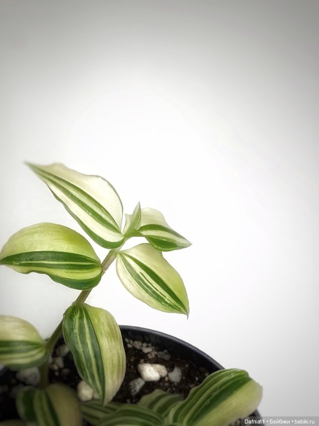 Варшава — Коллекционные экшн