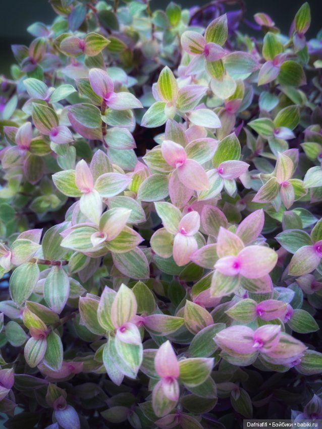 Варшава — Коллекционные экшн