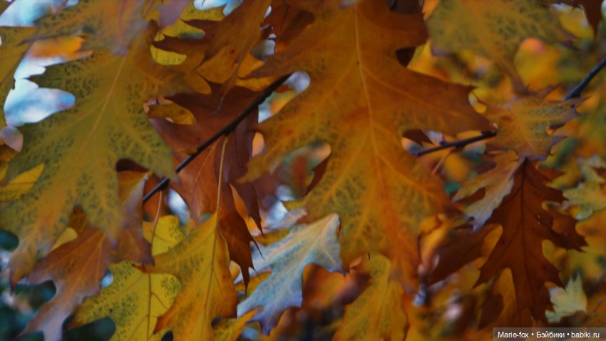 Осенний листопад — Аналоги Барби и куклы 1/6: клоны 90 (фото 2)