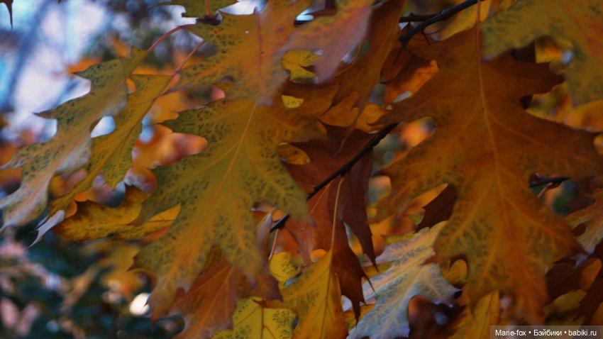 Осенний листопад — Аналоги Барби и куклы 1/6: клоны 90 (фото 6)