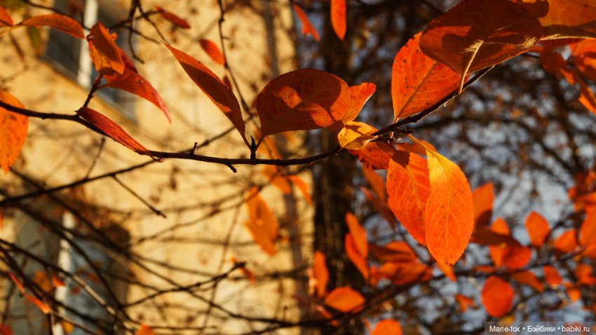 Осенний листопад — Аналоги Барби и куклы 1/6: клоны 90 (фото 10)