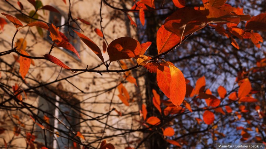 Осенний листопад — Аналоги Барби и куклы 1/6: клоны 90