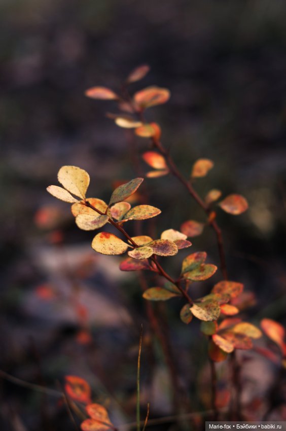 Милая маленькость и её прогулки