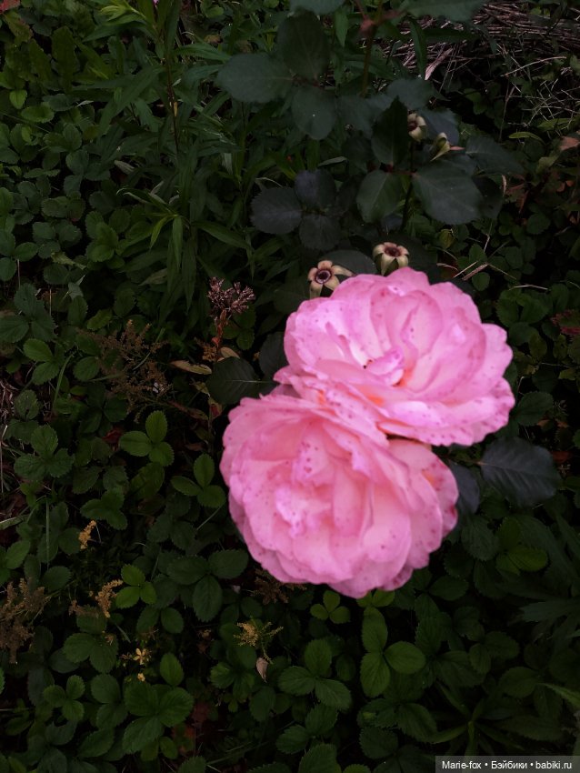 Милая маленькость и её прогулки (фото 8)