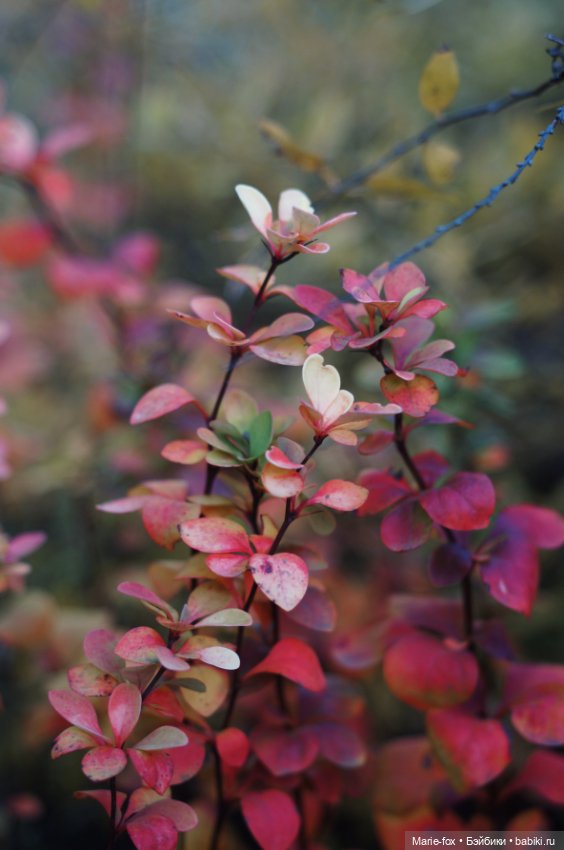 Милая маленькость и её прогулки