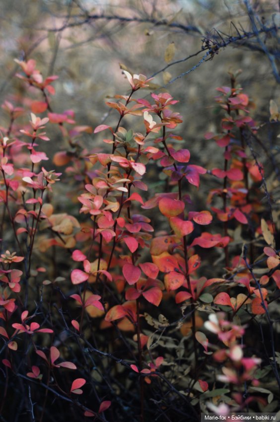 Милая маленькость и её прогулки