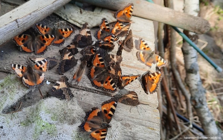 Был месяц май...🌷🌱🦋🌞 — Винтажные куклы ГДР (Немки): Бигги