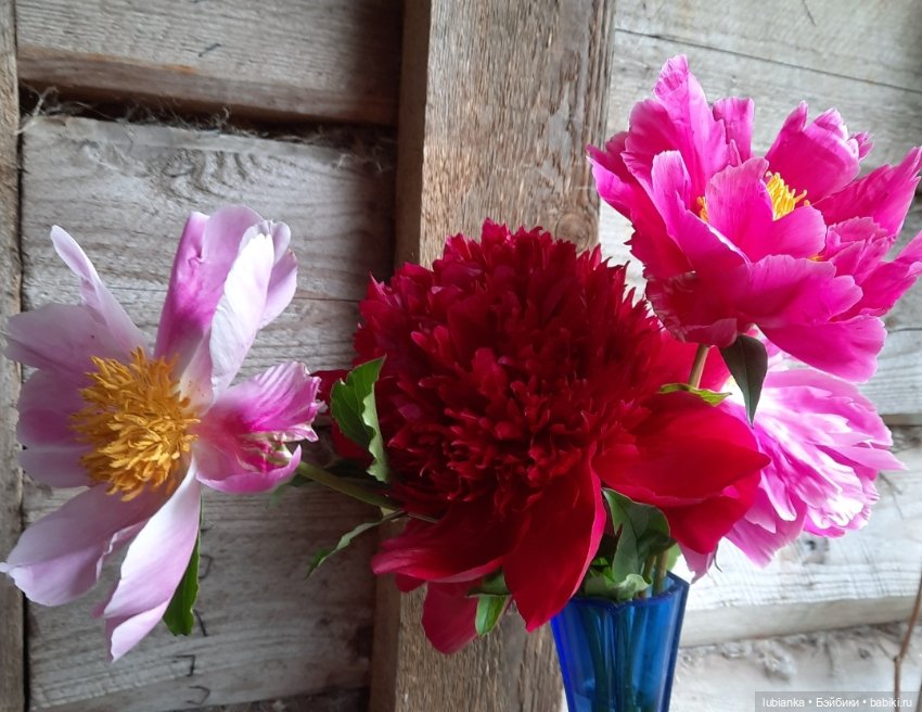 "Июнь...кудрявый и весёлый...во всё цветущее влюблённый" (фото 8)