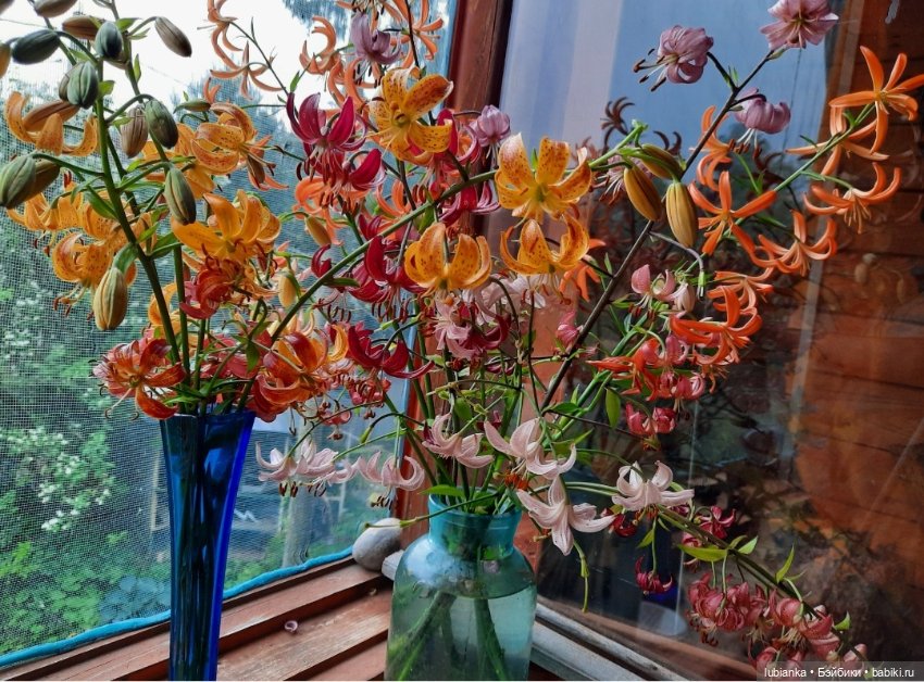 "Июнь...кудрявый и весёлый...во всё цветущее влюблённый"