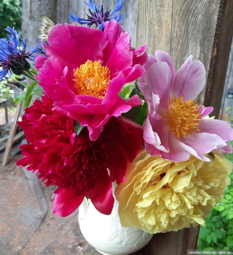 "Июнь...кудрявый и весёлый...во всё цветущее влюблённый" (фото 10)