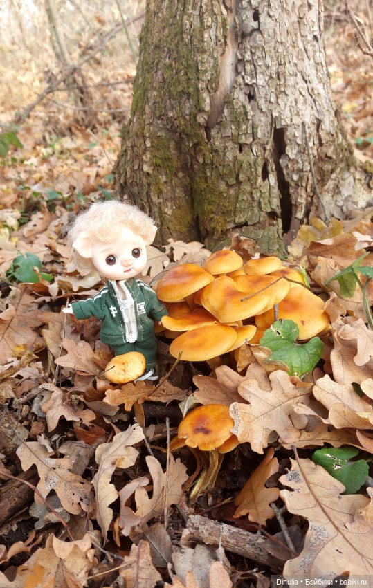 Тайны осеннего леса. Часть 2