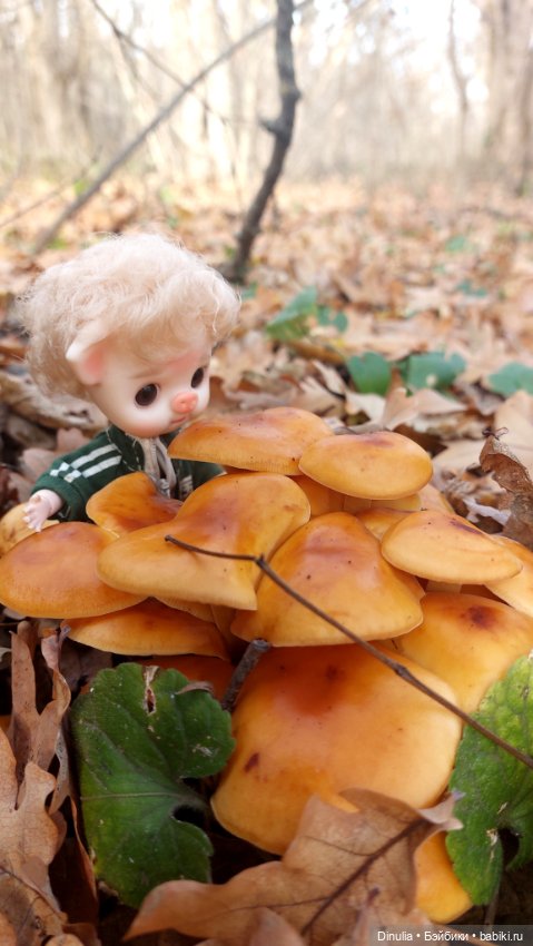 Тайны осеннего леса. Часть 2 (фото 2)