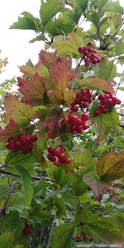 Про Нафочку. Продолжаем вспоминать Пермь (фото 2)