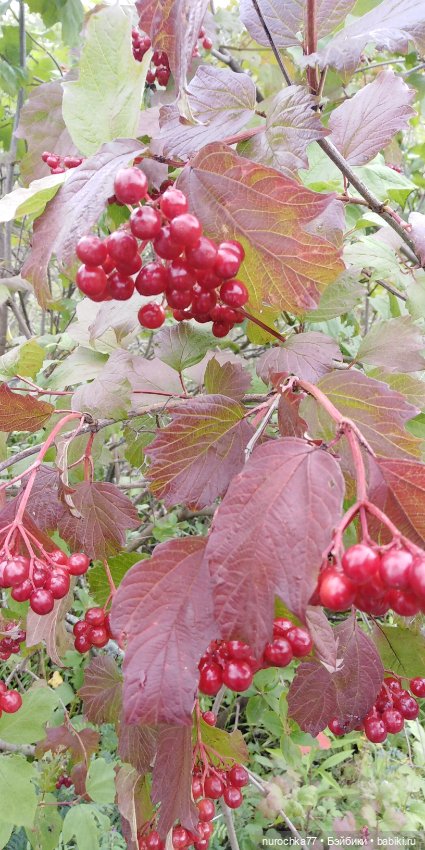 Про Нафочку. Продолжаем вспоминать Пермь