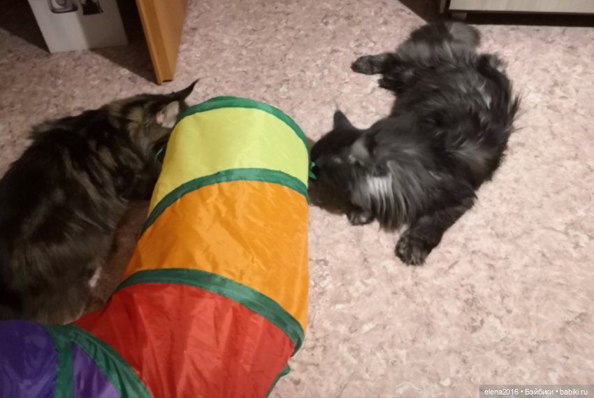 Сама нежность — В мире животных: смешные фото питомцев и зверей (фото 4)